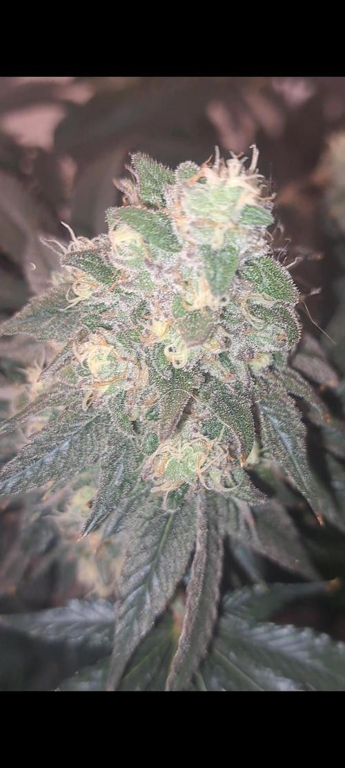 Fast Buds Photo Period Grow. Week 17 - Rainbow Melon 