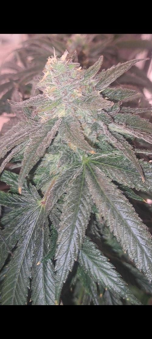 Fast Buds Photo Period Grow. Week 17 - Rainbow Melon 