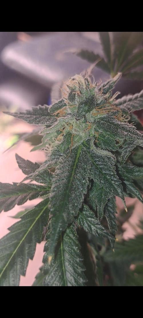 Fast Buds Photo Period Grow. Week 17 - Rainbow Melon 