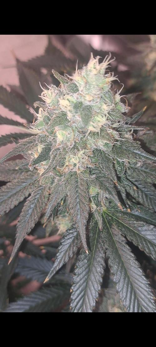 Fast Buds Photo Period Grow. Week 17 - Papaya Sherbert 