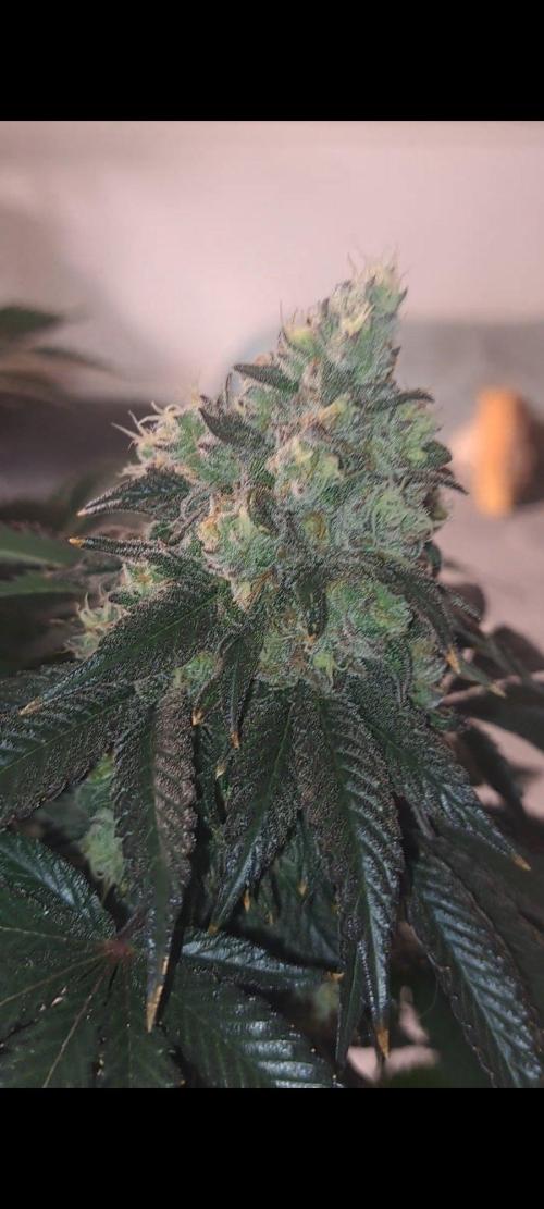 Fast Buds Photo Period Grow. Week 18 - Rainbow Melon 