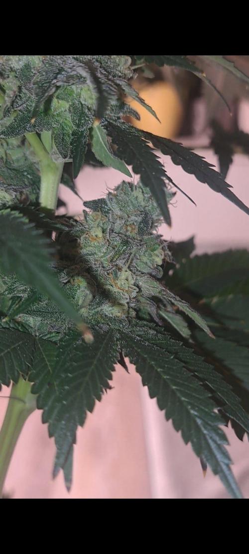 Fast Buds Photo Period Grow. Week 18 - Rainbow Melon 