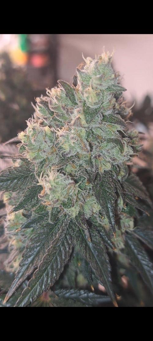 Fast Buds Photo Period Grow. Week 18 - Rainbow Melon 
