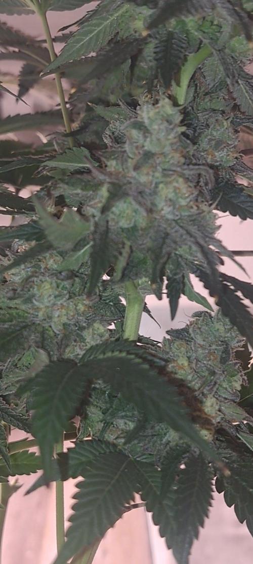 Fast Buds Photo Period Grow. Week 18 - Rainbow Melon 