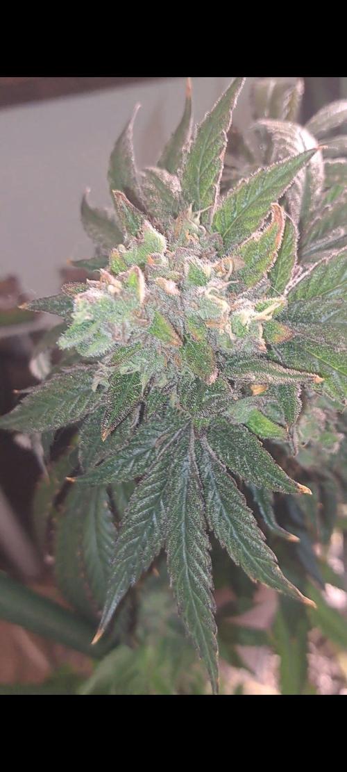 Fast Buds Photo Period Grow. Week 18 - Papaya Sherbert 