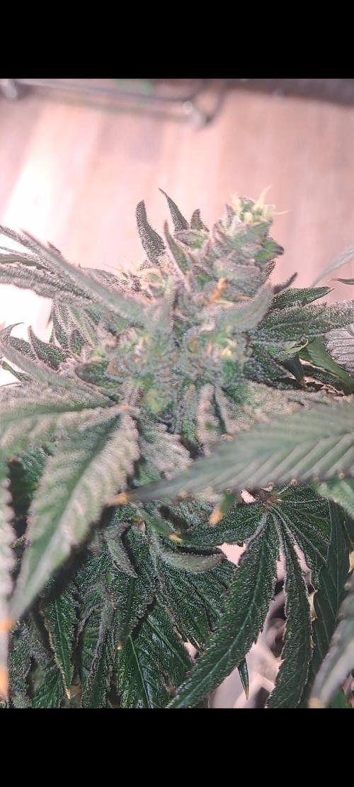 Fast Buds Photo Period Grow. Week 18 - Papaya Sherbert 