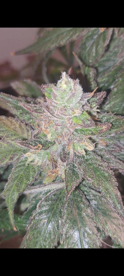 Fast Buds Photo Period Grow. Week 18 - Papaya Sherbert 