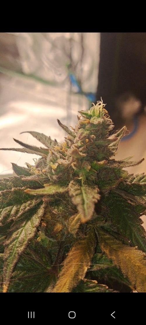 Fast Buds Photo Period Grow. Week 18 - Papaya Sherbert 