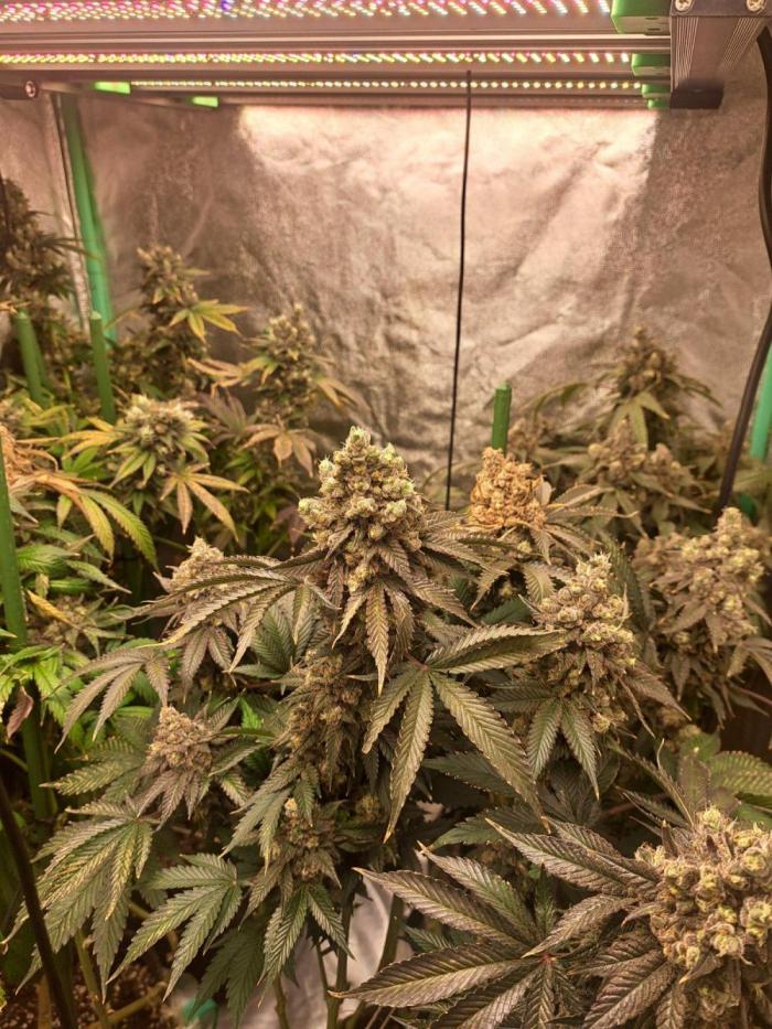 Fast Buds Photo Period Grow. Week 19 - Harvesr time