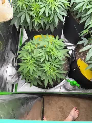 Blueberry muffin