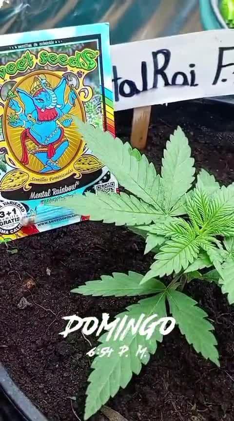 deliii