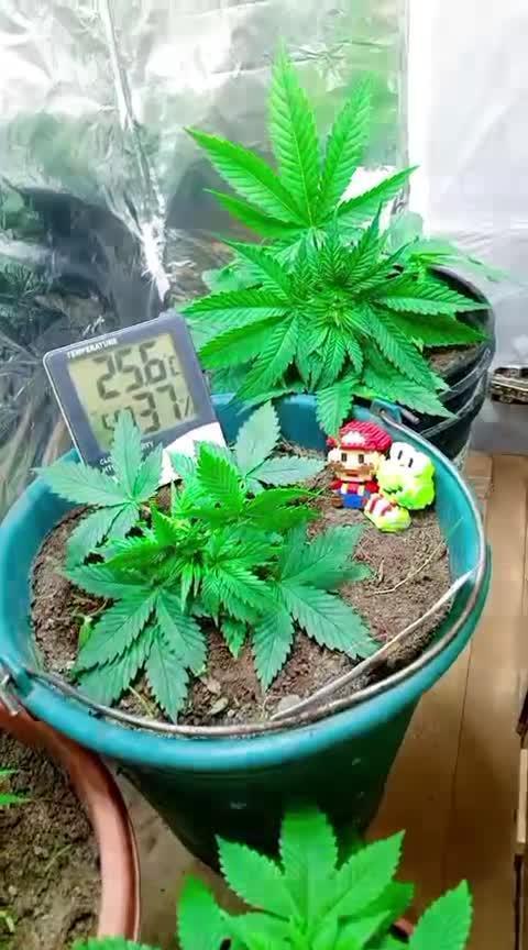 deliii