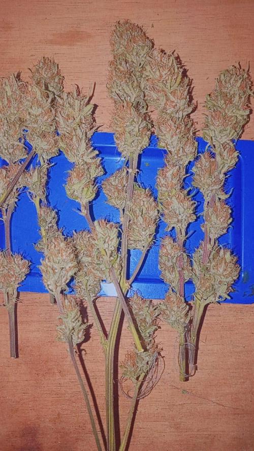 Jealousy Z XL Auto. Week 12