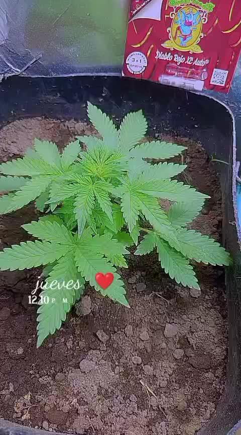 Sweet
