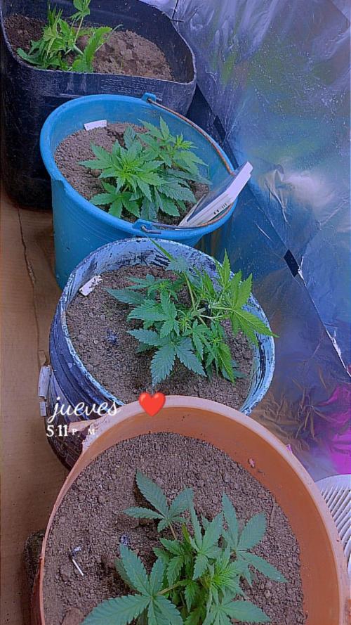 Sweet. Week 3
