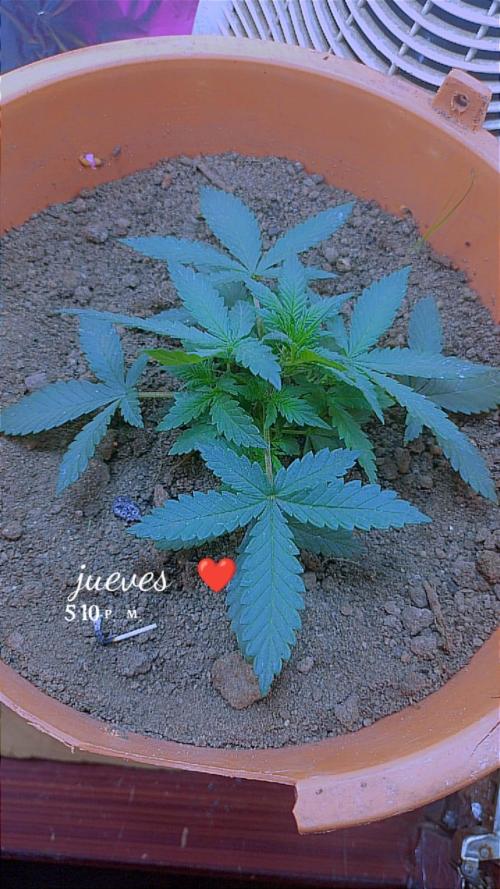 Sweet. Week 3