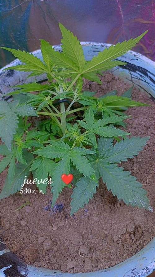 Sweet. Week 3