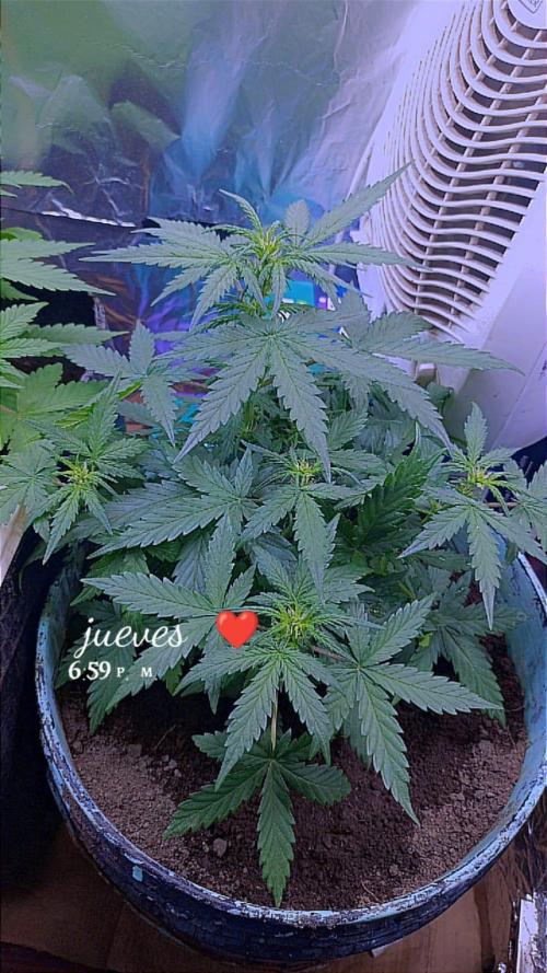 Sweet. Week 4