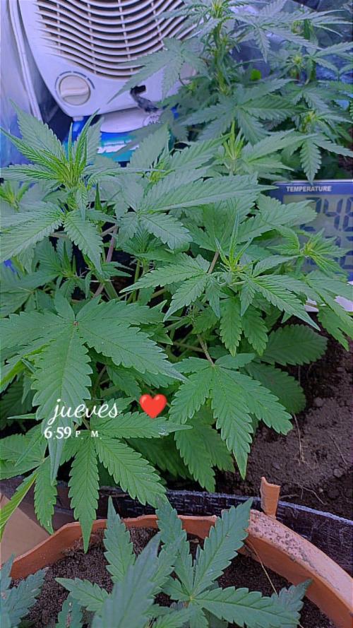 Sweet. Week 4
