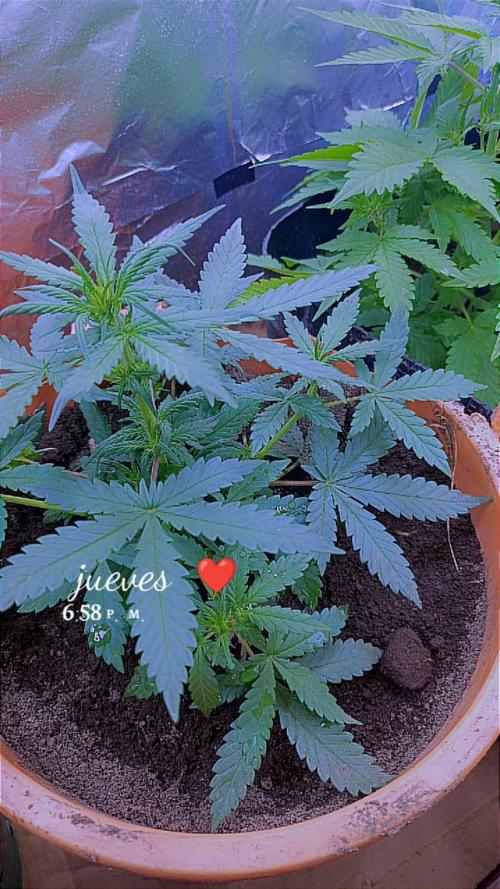 Sweet. Week 4