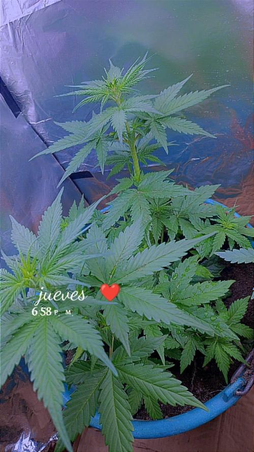 Sweet. Week 4