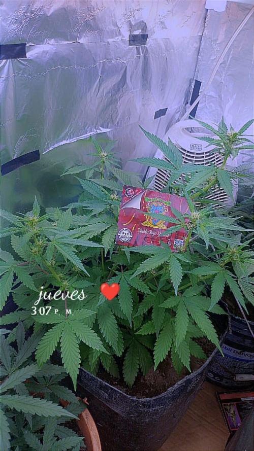Sweet. Week 5