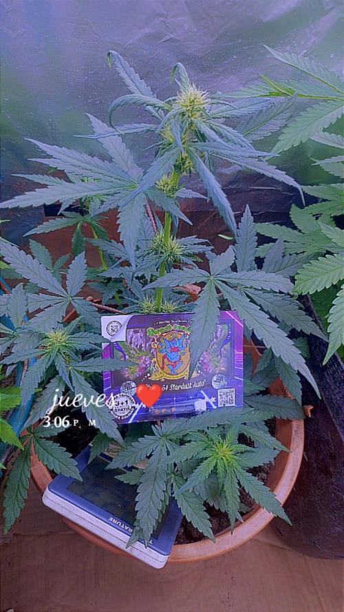 Sweet. Week 5