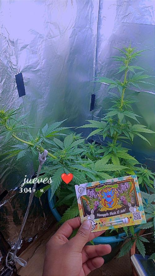 Sweet. Week 5