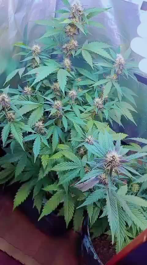 Sweet