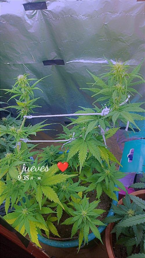Sweet. Week 6