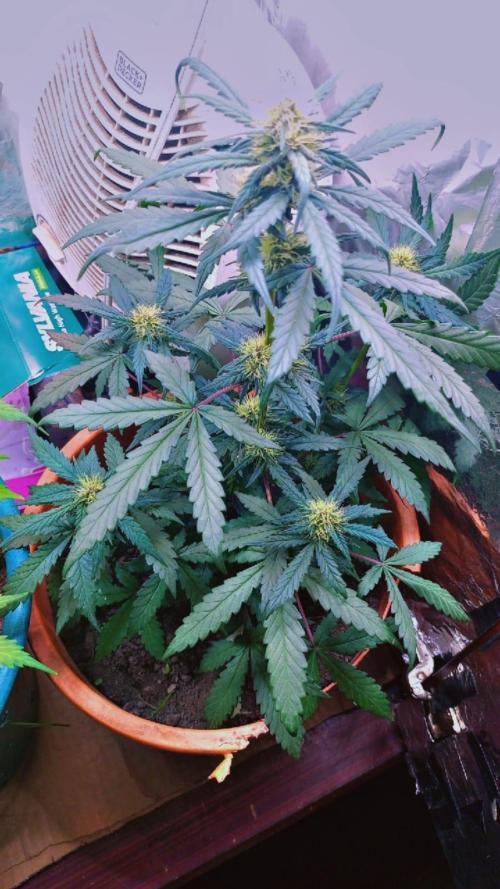 Sweet. Week 6
