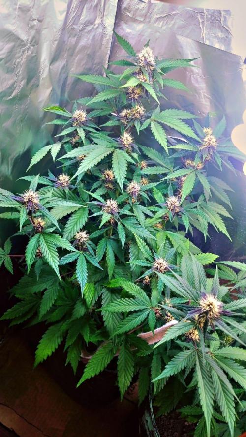 Sweet. Week 6
