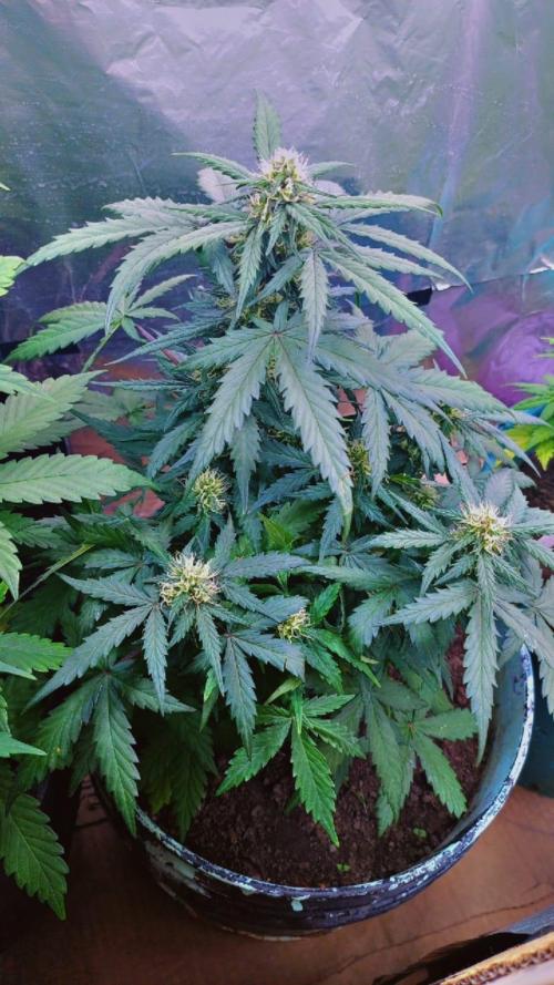 Sweet. Week 6