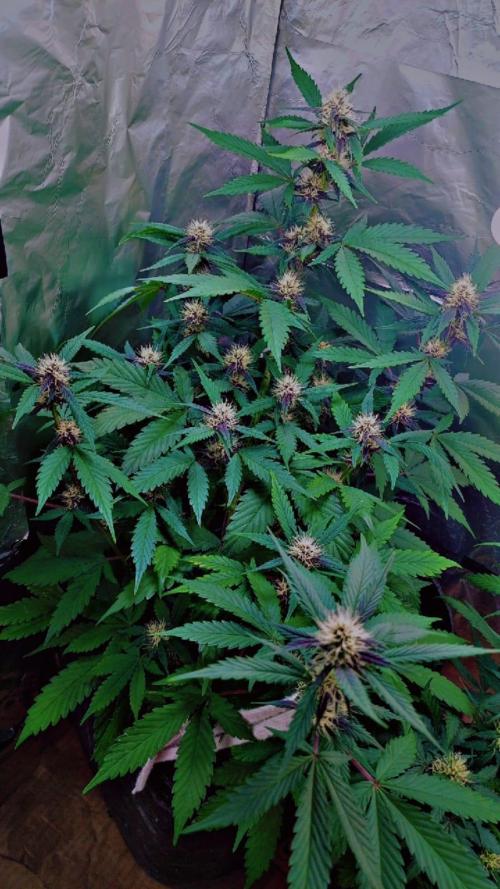Sweet. Week 6