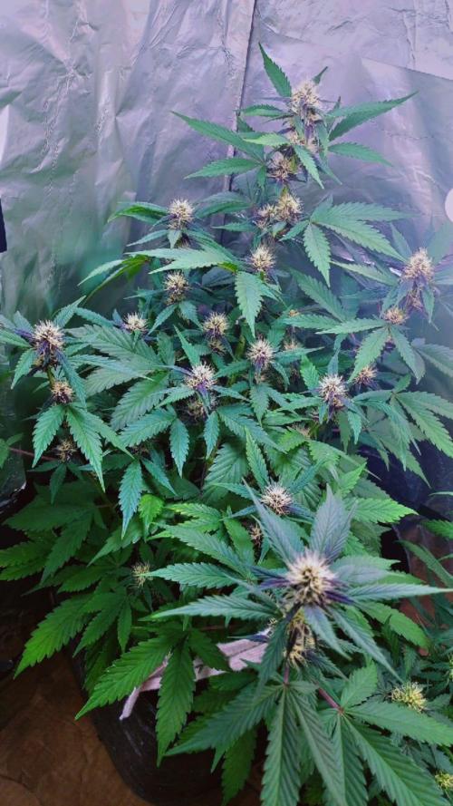 Sweet. Week 6