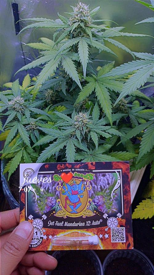 Sweet. Week 7