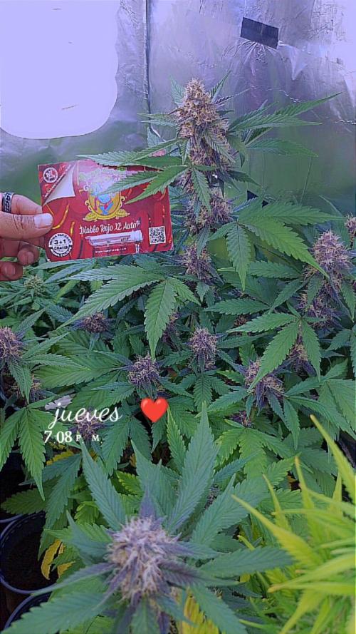 Sweet. Week 7