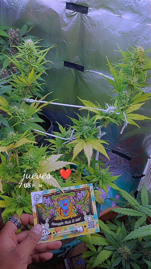 Sweet. Week 7
