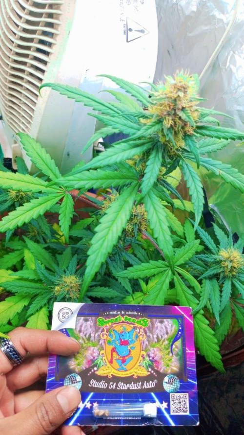 Sweet. Week 7
