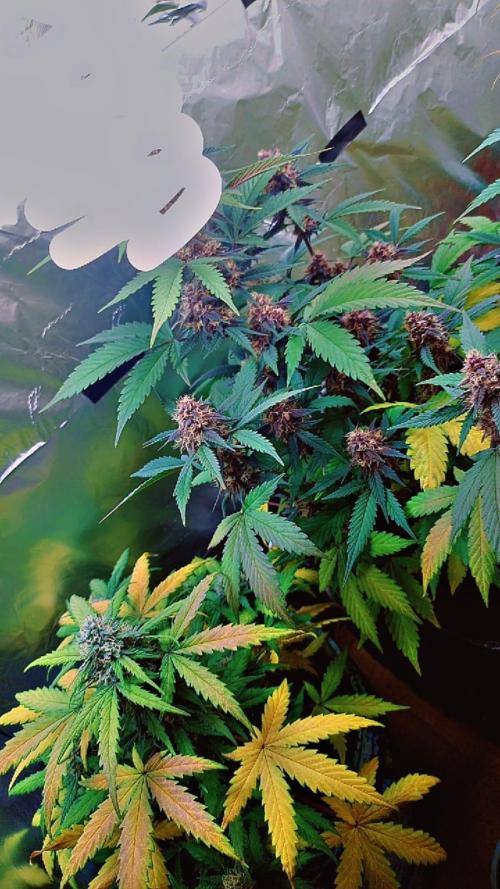 Sweet. Week 8
