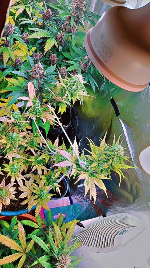 Sweet. Week 8
