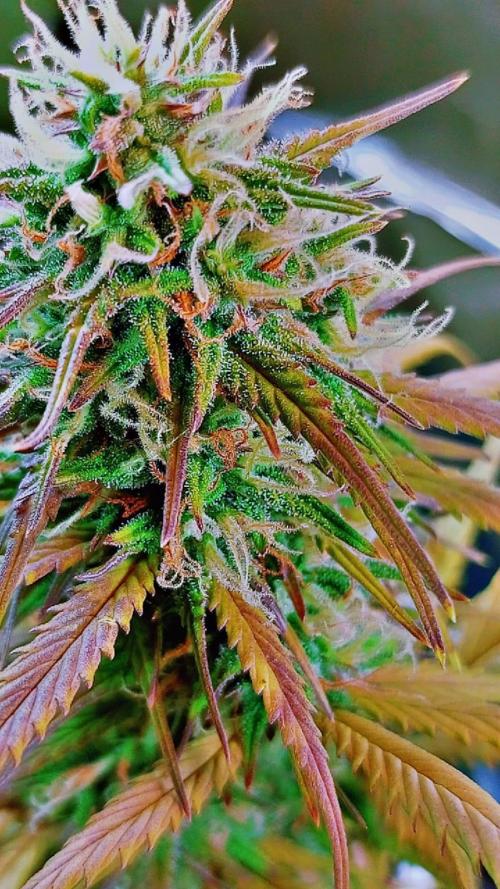 Sweet. Week 9