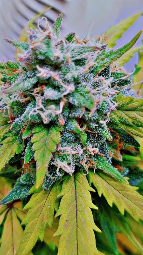 Sweet. Week 9