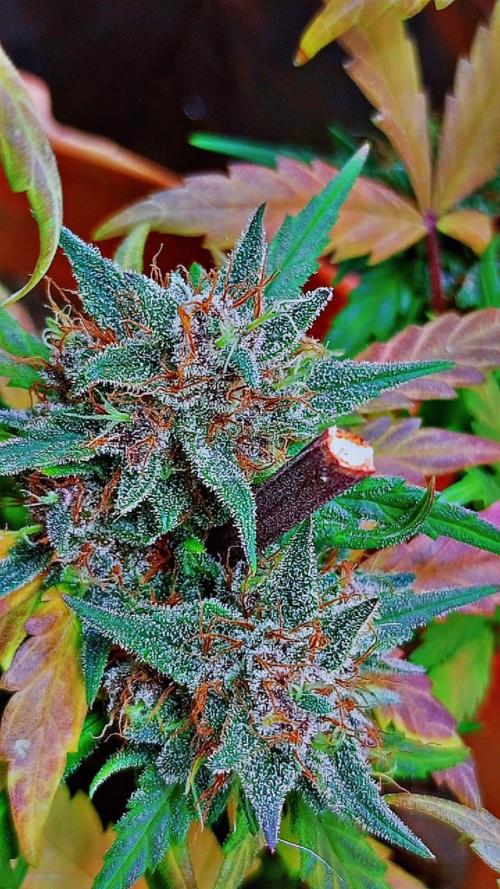 Sweet. Week 9