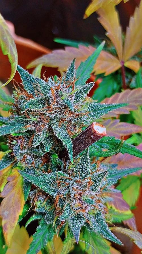 Sweet. Week 9