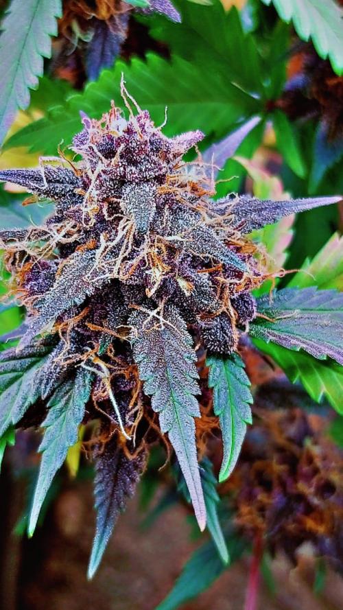 Sweet. Week 9