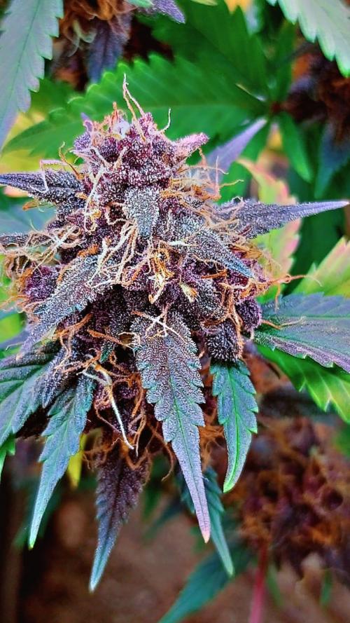 Sweet. Week 9