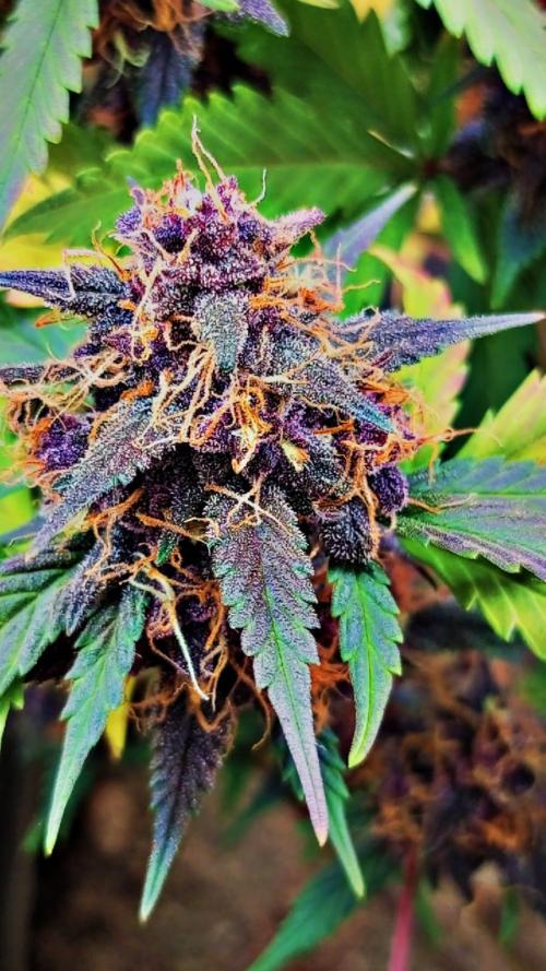 Sweet. Week 9