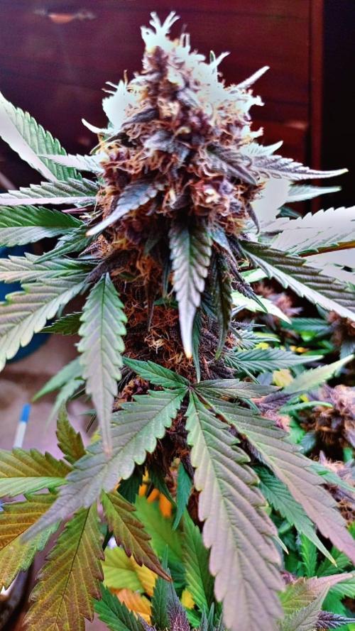 Sweet. Week 9
