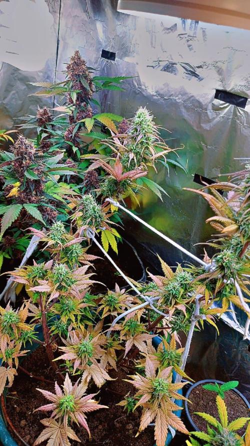 Sweet. Week 9